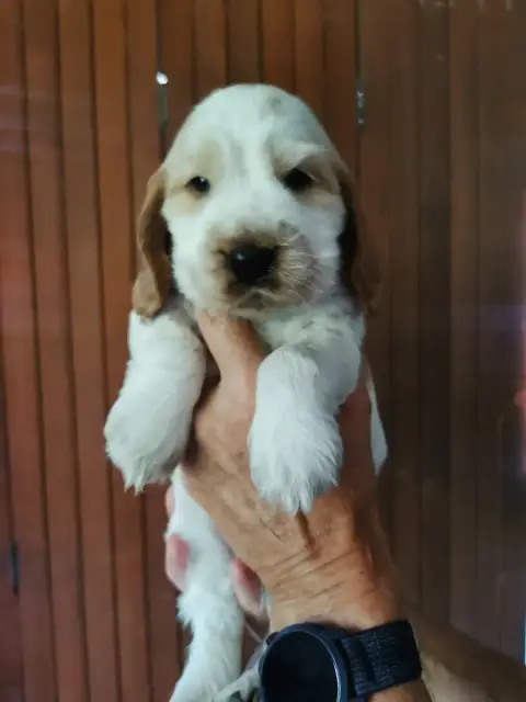 Cocker Spaniel Anglais  Collier Violet Du Berceau Des 20a4c