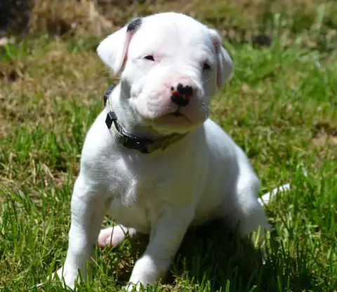 Dogo Argentino  Collier Gris Del Angel De Los Volcano 59ebc photo 2