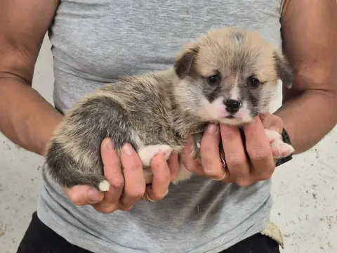 Welsh Corgi Pembroke  B... De Paline