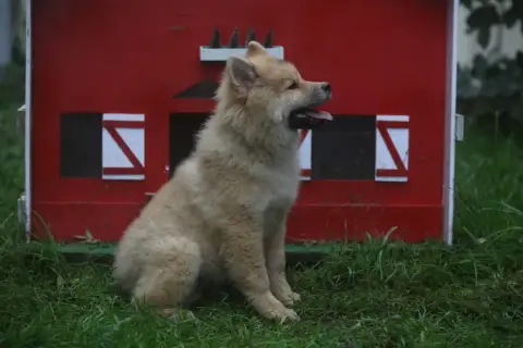 Eurasier  Mister Du Royaume D'Ebène photo 3