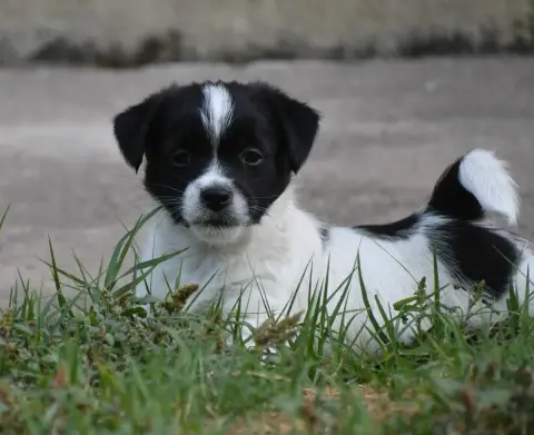 Jack Russell Terrier  Bolero Des Gerveilles