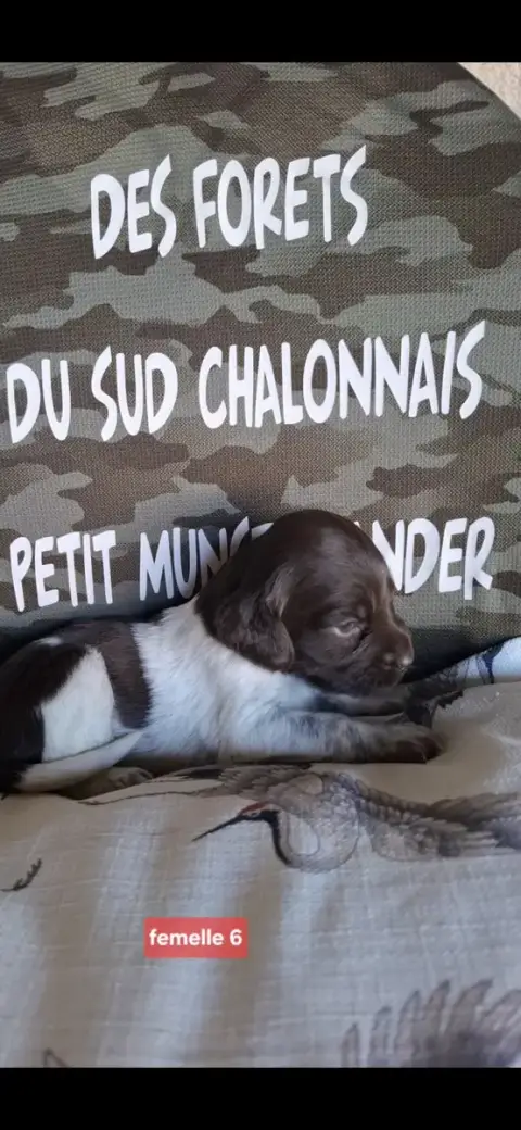 Petit Epagneul De Münster  Chiot N°9 Des Forêts Du Su 622bf