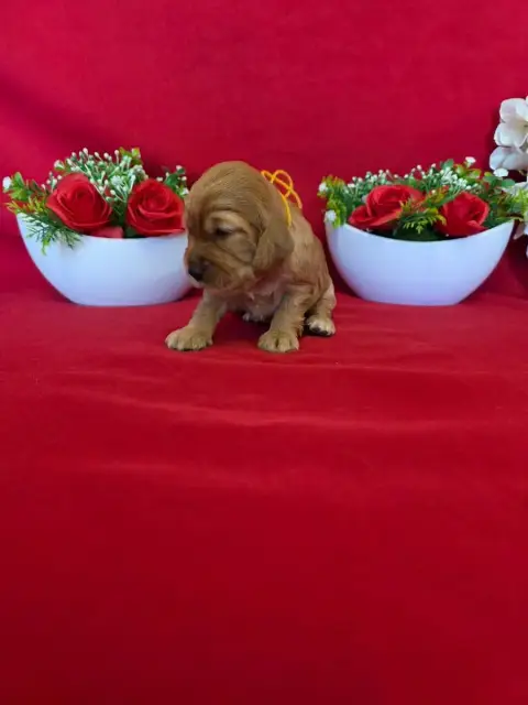 Cocker Spaniel Anglais  B........... Du Domaine De St fa79e