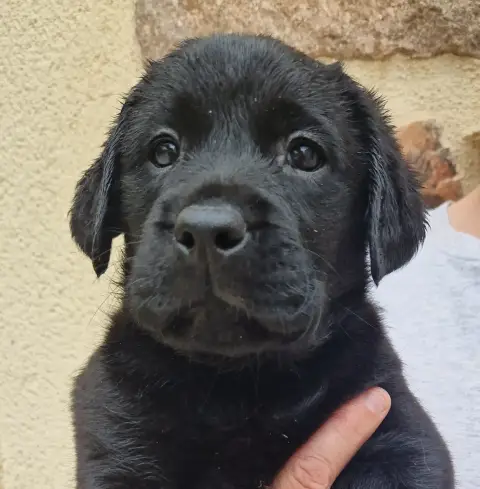 Labrador Retriever  Noire 2 Des Terres Sacrees