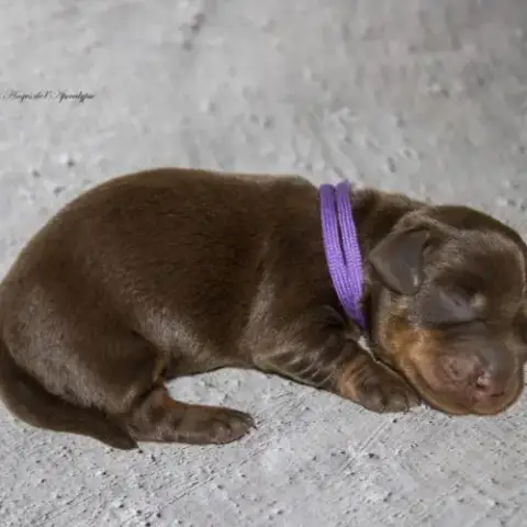 Magnifiques Chiots Teckels Nains Poil Dur Lof