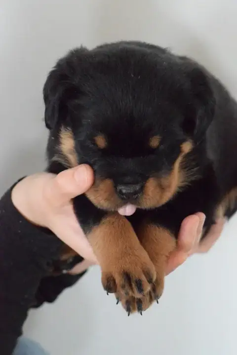 Rottweiler  Fmelle Rouge Of Passion Amstaff