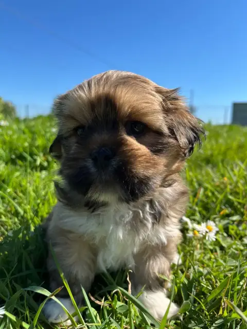 Lhassa Apso  Chiot N°2 De Jerrie Black