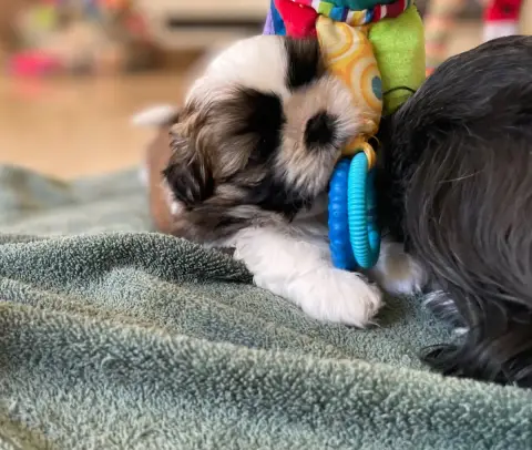 Shih Tzu  Alessio De La Nuit Etoilée De Méline photo 2