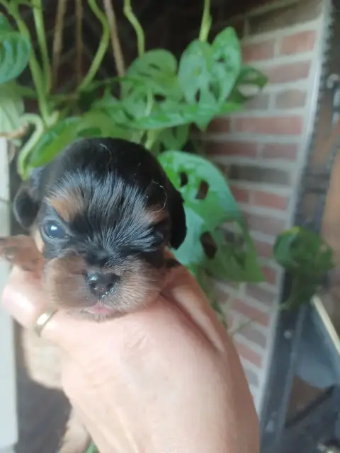 Cavalier King Charles Spaniel  Collier Jaune Du Domai 6c2fd