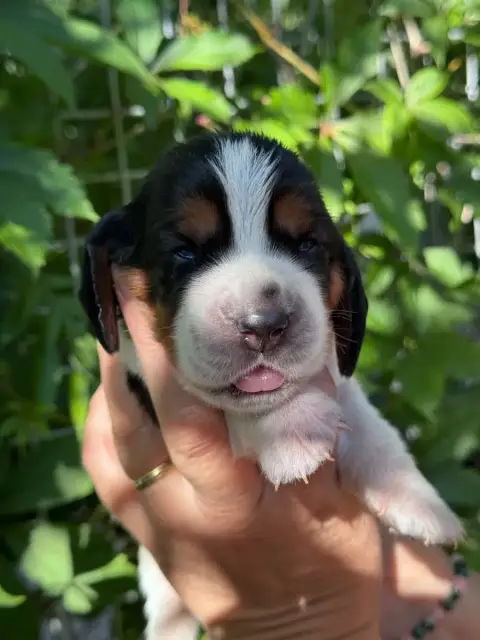 Basset Hound  Blondie Collier Vert Clair Tricolore Du 7d284