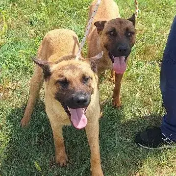 Chiens Tic Et Tac À L Adoption