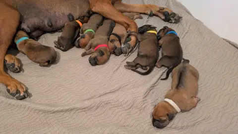 Rhodesian Ridgeback photo 2