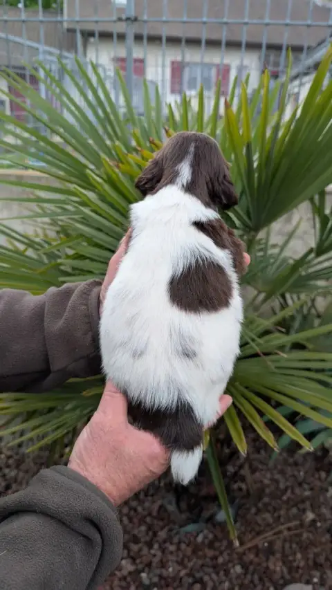 English Springer Spaniel  Chiot N°3 De Torlhak photo 2