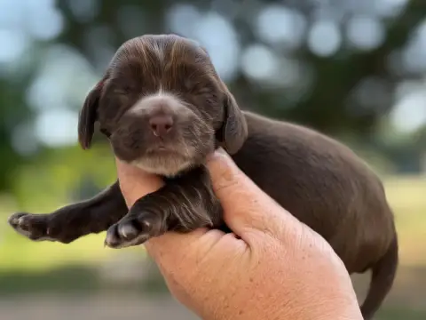 Cocker Spaniel Anglais  Femelle Chocolat Du Clos De L 3c5f5