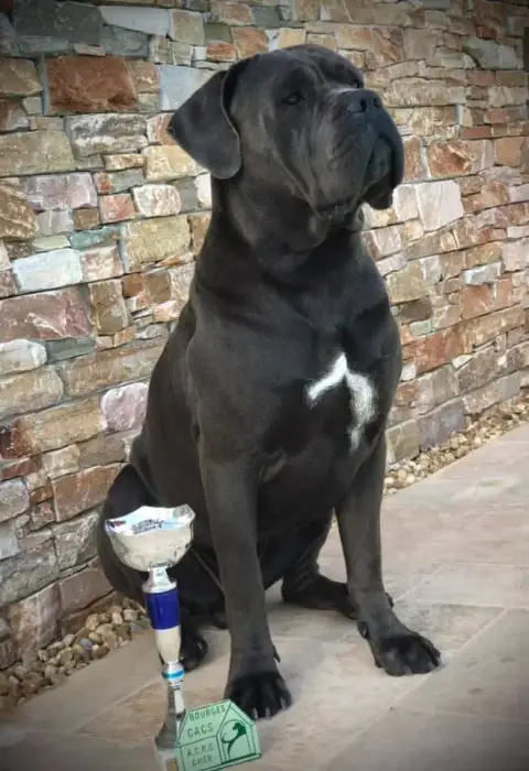 Cane Corso photo 3