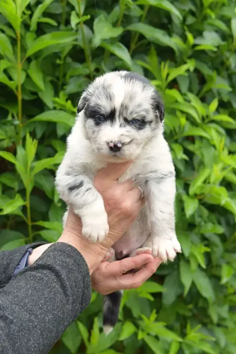 Berger Australien  Bao Red Aussie'Rise photo 2