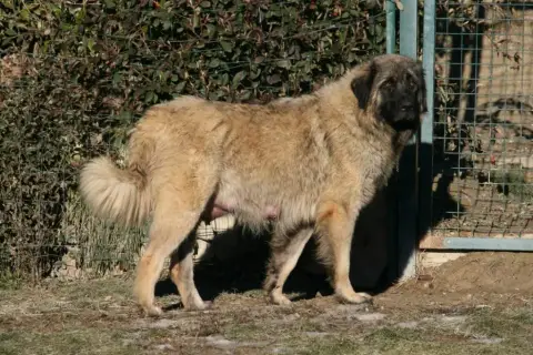 Berger Yougoslave De Charplanina  Chiot N°1 Des Jardi 57d31 photo 2