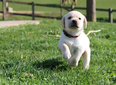 Labrador Retriever  Collier Bordeaux Of The Little Sn 0f81f photo 3