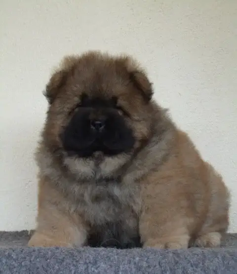 Chow Chow  Bamboo Du Clos Sara