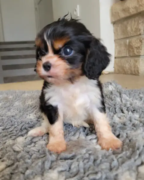 Cavalier King Charles Spaniel