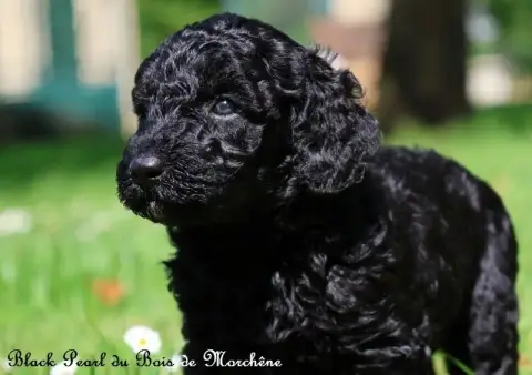 Caniche  Black Pearl Du Bois De Morchène
