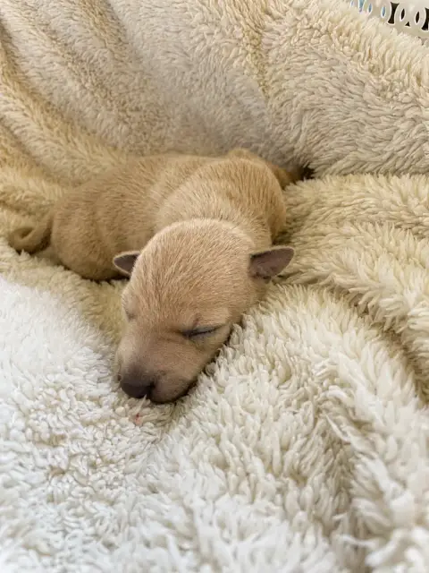 Petit Levrier Italien  Chiot 2 De La Forêt De Pont- cc8dc