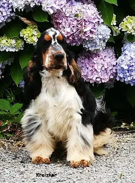 Cocker Spaniel Anglais  M2 -