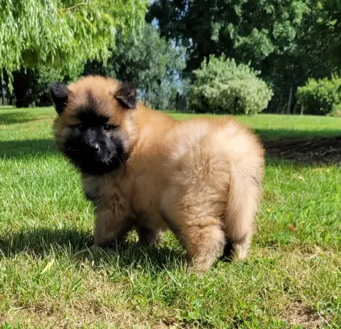 Eurasier  Asterix Des Marais De Courmont photo 3