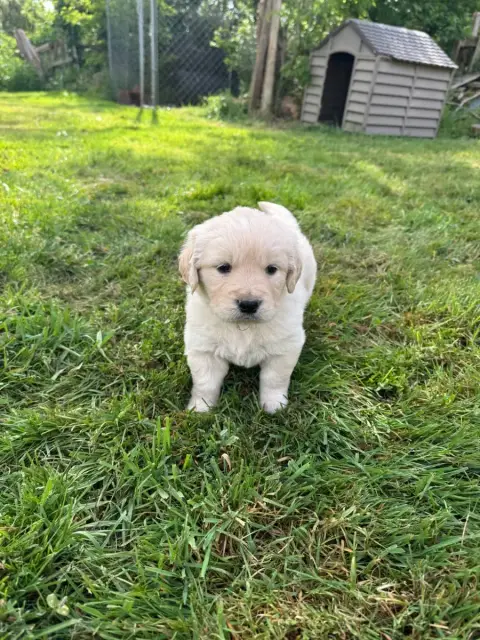 Golden Retriever  B...Collier Jaune Des Gardiennes De 91e7d