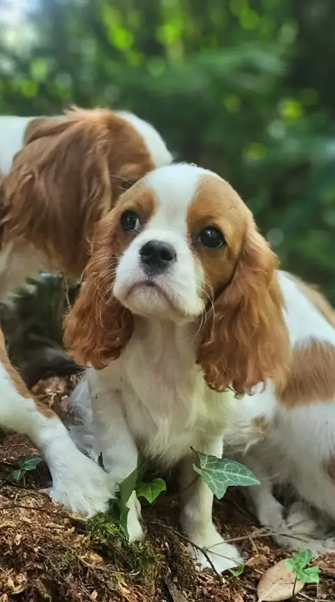 Cavalier King Charles Spaniel  Bridgerton Francesca O 86241