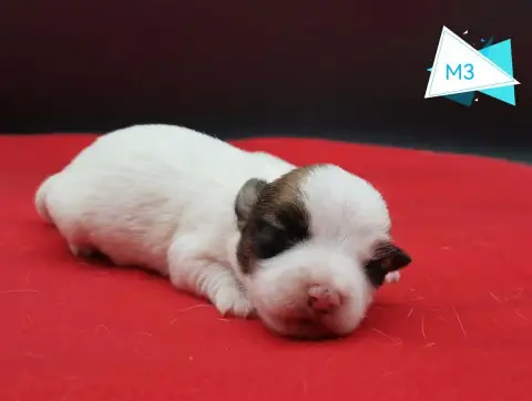 Adopter Jack Russell Terrier 
                        B... De 80957