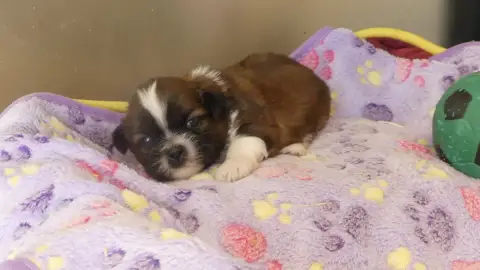 Adopter Shih Tzu 
                        Chiot N°1 Du Domain 87825
