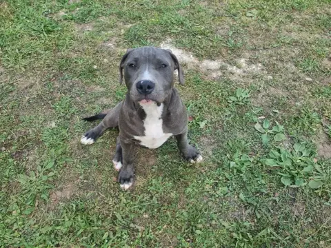 American Staffordshire Terrier  Buggy Du Petit Brillo c1819