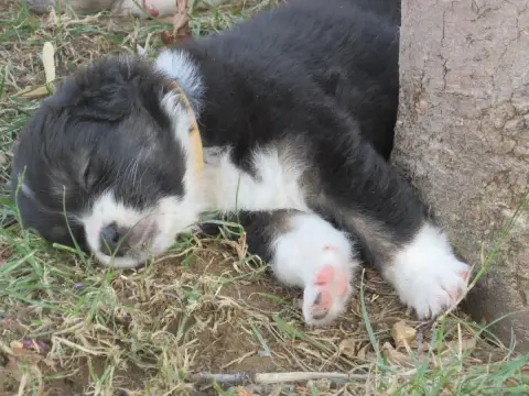 Berger Australien 
                        Chiot N°8  23ec7 photo 2