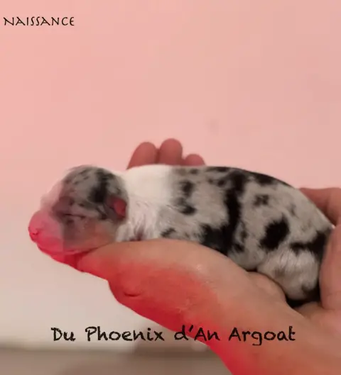 Berger Australien  Chiot 3 Du Phoenix D'An Argoat photo 3