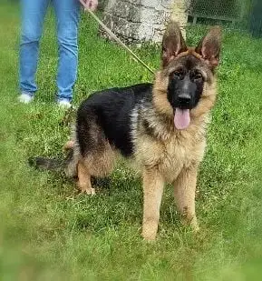 Berger Allemand  Anggun Du Val De La Houée photo 3