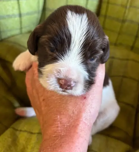 English Springer Spaniel  B................... Des Et f44da