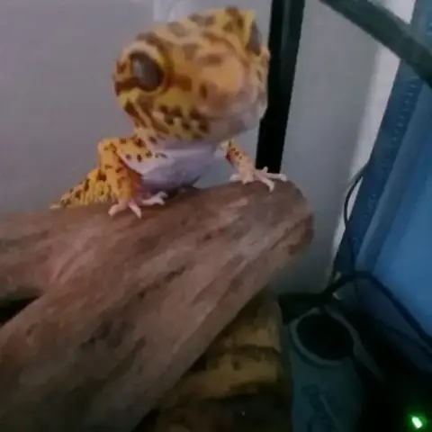 Gecko Léopard Male + Terrariums + Accessoires