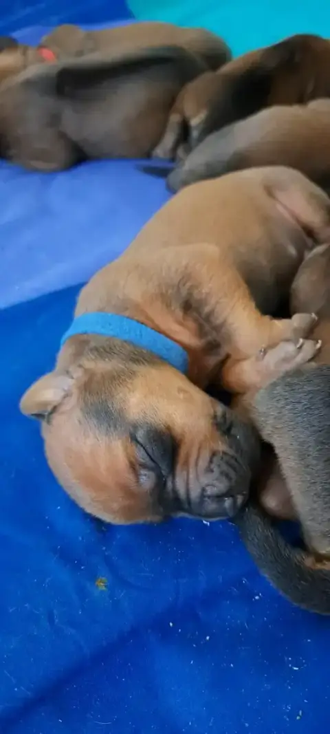 Rhodesian Ridgeback  Bijango Kutamba Familia Nostra a18bc photo 2
