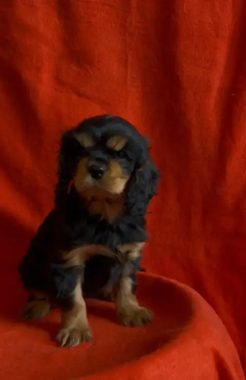 Cavalier King Charles Spaniel  Chiot N°1 Du Souvenir  b6baf