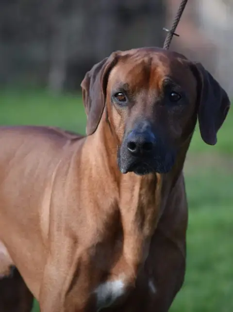 Rhodesian Ridgeback  B Hells Rhodesian photo 2