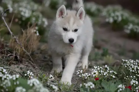 Siberian Husky  Boreas Iska Siberian Southeast photo 2