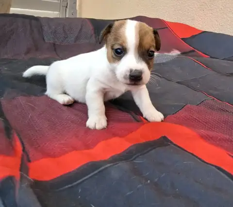 Jack Russell Terrier  Chiot 6 De L'Etang De Rochefort 08876 photo 3