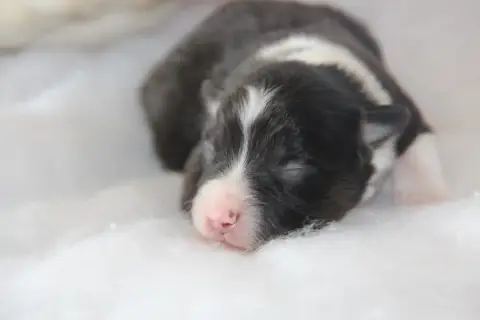 Berger Américain Miniature  Chiot N°1 Na Caorrun photo 3