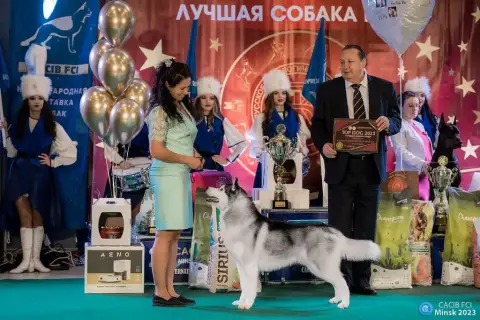 Siberian Husky  Baby Doll Sibérian Of Winter Bell photo 2