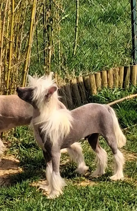 Chien Chinois À Crête  Ayrton Des Trésors Des Petites 4c313