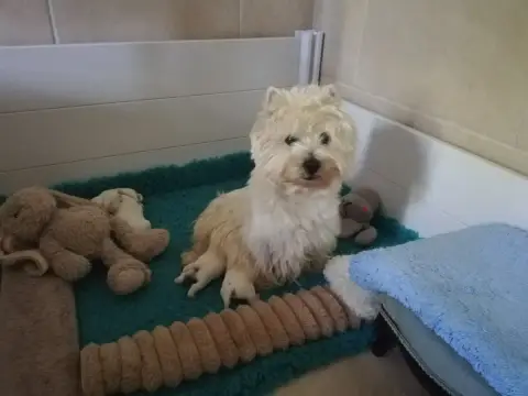 West Highland White Terrier  Chiot N°5 De Biguinine ee24d