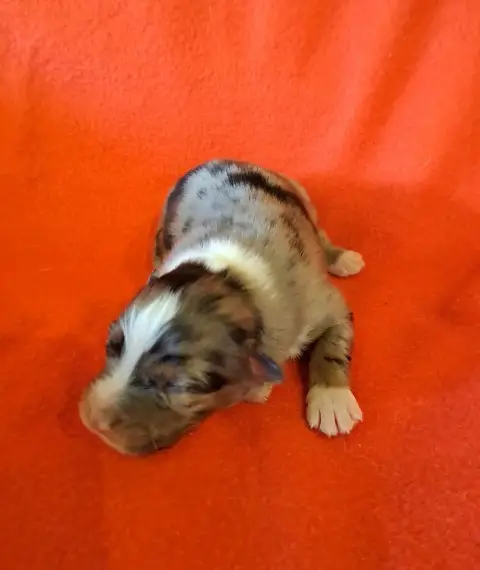 Berger Australien  Chiot 5 De La Pierre Du B'Ressieux c58a9