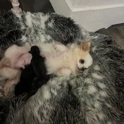 Femelles Chihuahua À Poil Long
