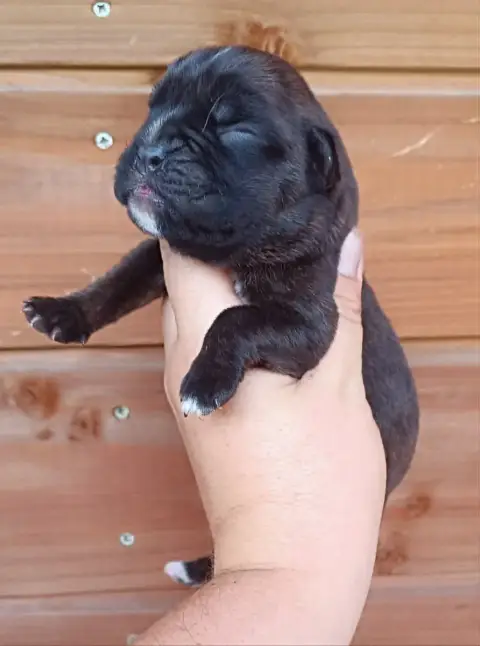 Adopter Boxer 
                        Chiot 2 Des Gardiens D 4981c